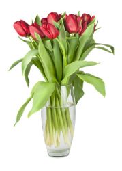 Bedeutung: Tulpen Tulpen